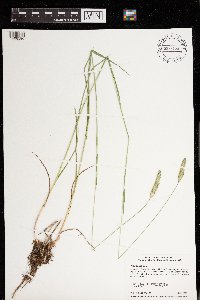 Phleum pratense image