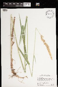 Phalaris arundinacea image