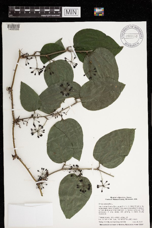 Smilax tamnoides image