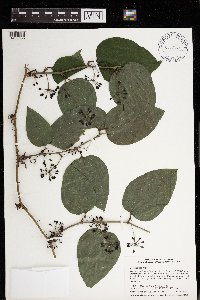 Smilax tamnoides image