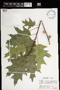 Quercus rubra image