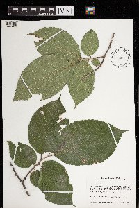 Ulmus rubra image