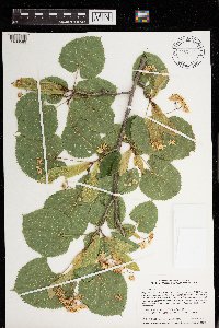 Tilia americana image