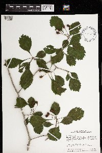 Crataegus punctata image