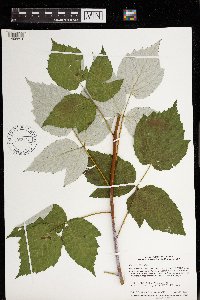 Rubus occidentalis image