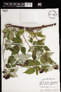 Rubus occidentalis image