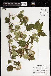 Physocarpus opulifolius image