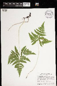 Gymnocarpium dryopteris image