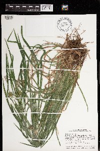 Carex intumescens image