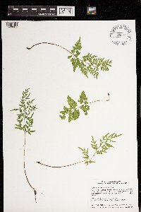 Cryptogramma stelleri image