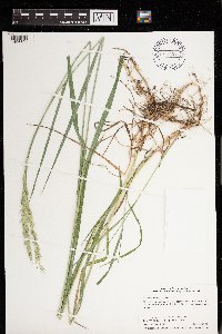 Elymus repens image