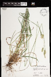 Dactylis glomerata image