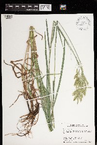 Bromus inermis image