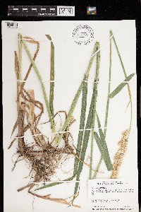 Phalaris arundinacea image