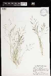 Eragrostis pectinacea image