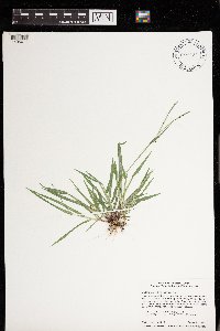 Digitaria ischaemum image