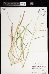 Leersia oryzoides image