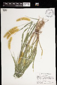 Setaria pumila image