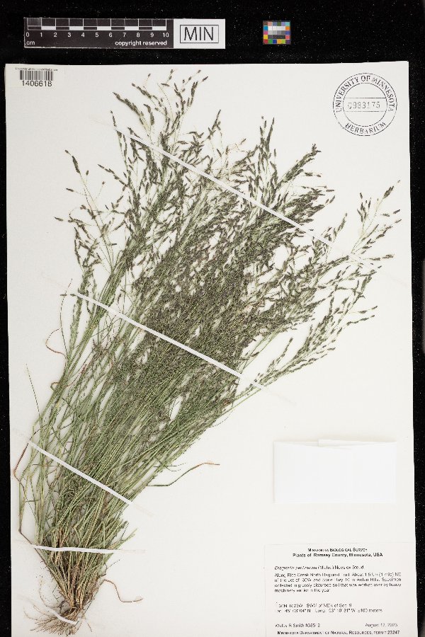 Eragrostis pectinacea image