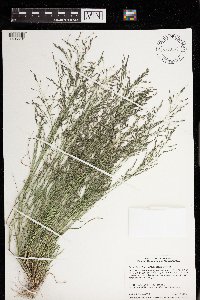 Eragrostis pectinacea image