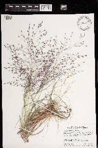 Eragrostis spectabilis image