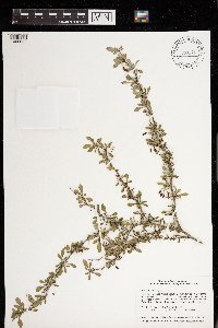 Berberis thunbergii image