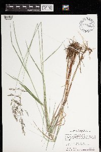 Calamagrostis canadensis image