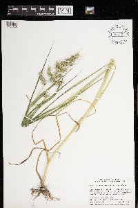 Echinochloa muricata image