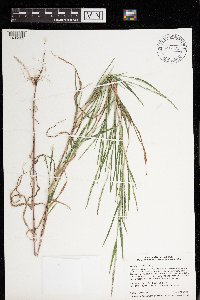 Muhlenbergia mexicana image