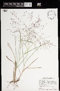 Eragrostis spectabilis image