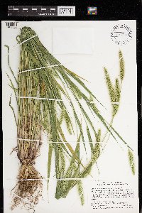 Setaria viridis image