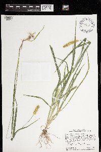 Setaria pumila image