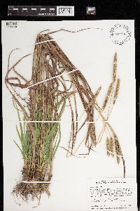 Phleum pratense image