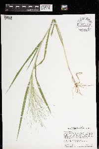 Panicum capillare image