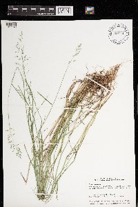 Poa compressa image