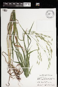 Bromus pubescens image