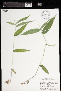 Dichanthelium latifolium image