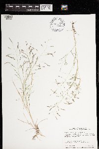 Eragrostis pectinacea image