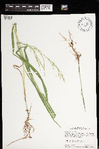 Leersia oryzoides image