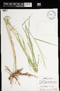 Leersia oryzoides image