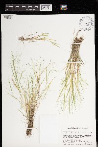 Panicum philadelphicum image