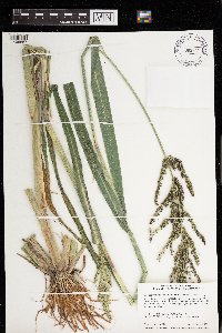 Echinochloa muricata image