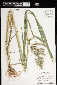 Echinochloa muricata image