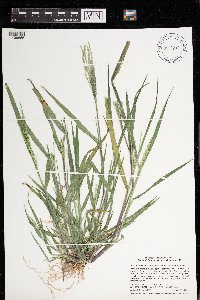 Panicum dichotomiflorum image