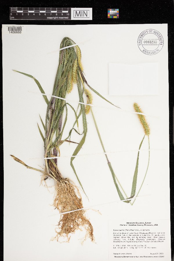 Setaria pumila image