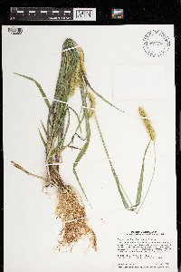 Setaria pumila image