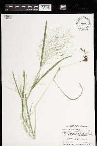 Panicum philadelphicum image