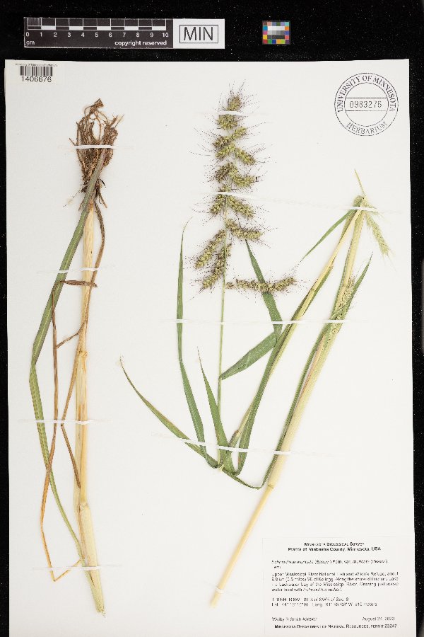 Echinochloa muricata image