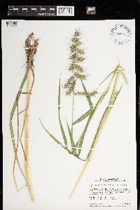 Echinochloa muricata image