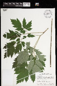 Actaea rubra image